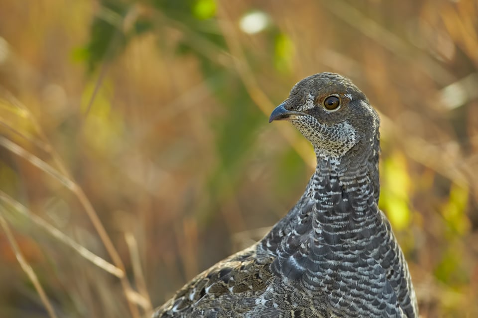 Dusky Grouse