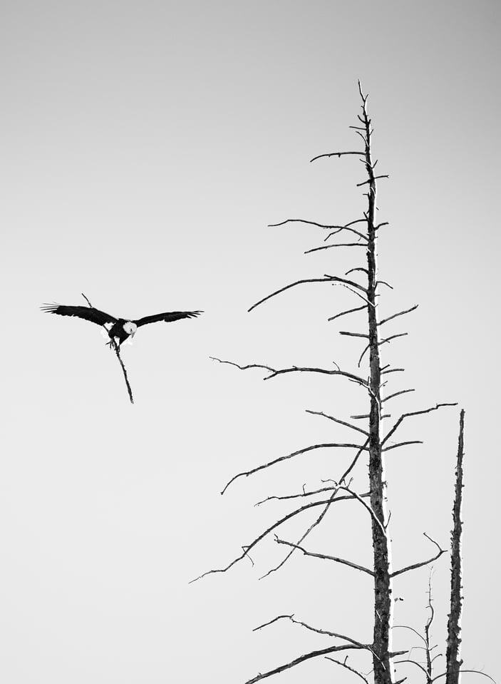 Bald Eagle Building a Nest