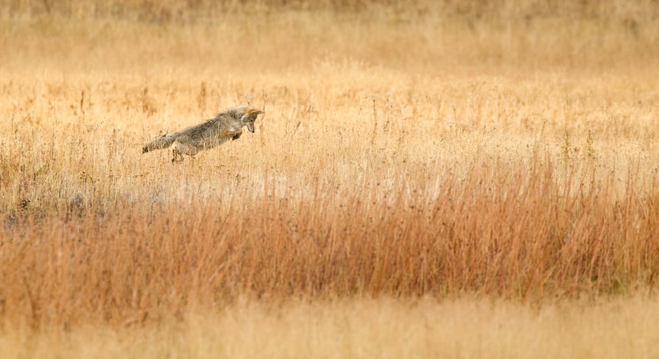 Coyote Jump