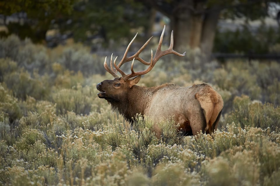 Big Bull Elk Calling