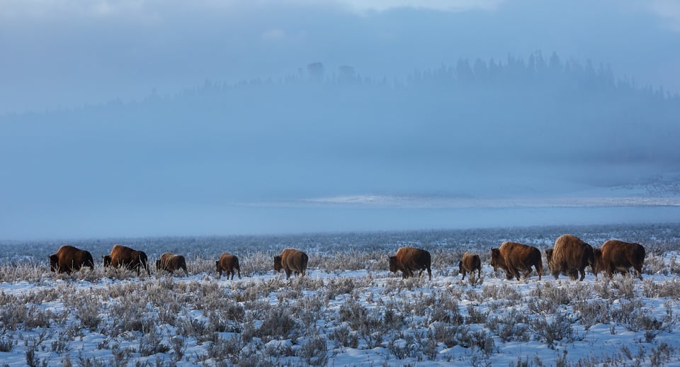 Bison Walking in Snow