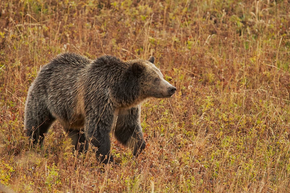 Grizzly Bear in Grass