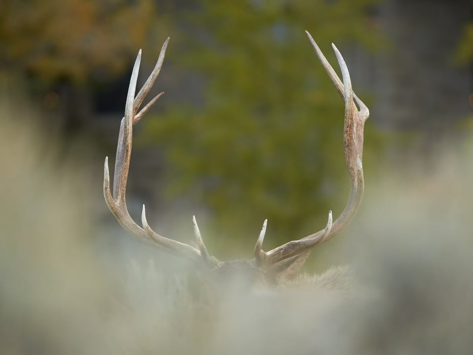 Bull Elk Horns