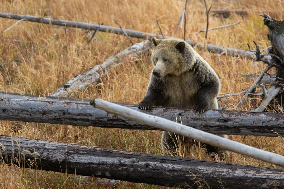 Grizzly Bear on Logs