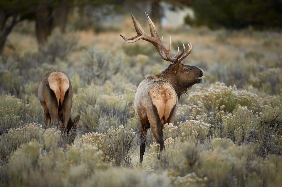 Bull Elk Calling