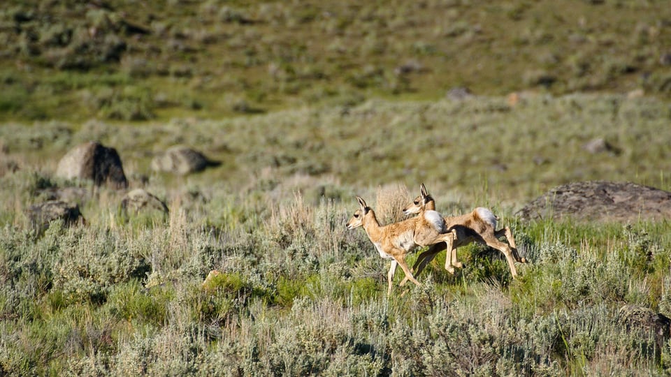 Pronghorn in Yellowstone