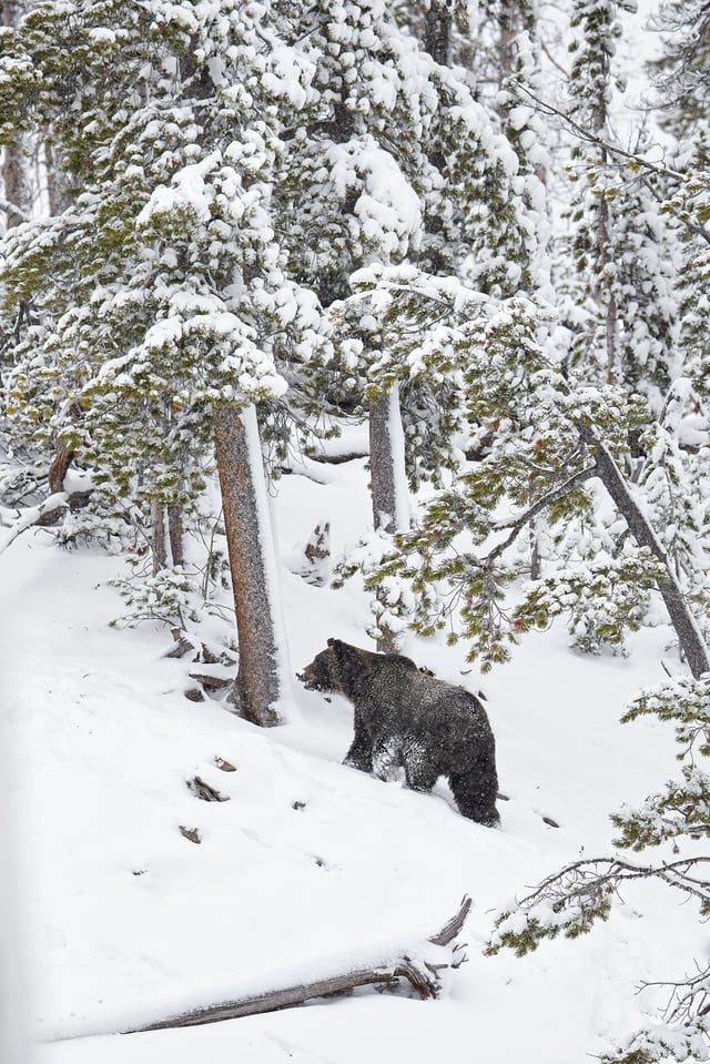 Grizzly Bear Walking in Snow