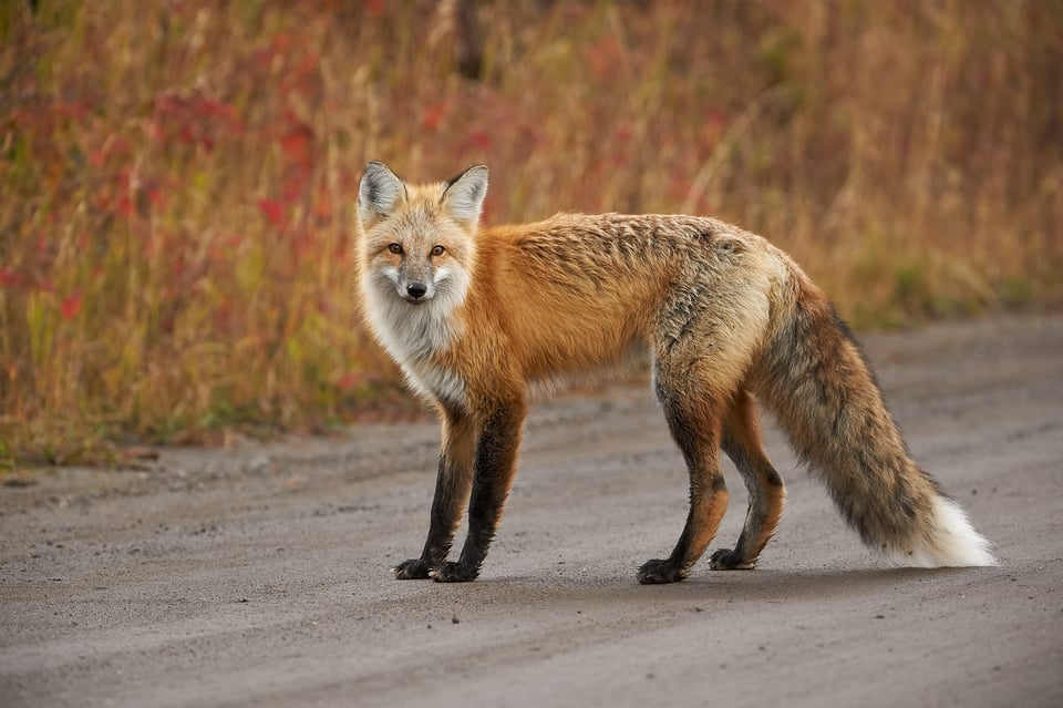 Red Fox