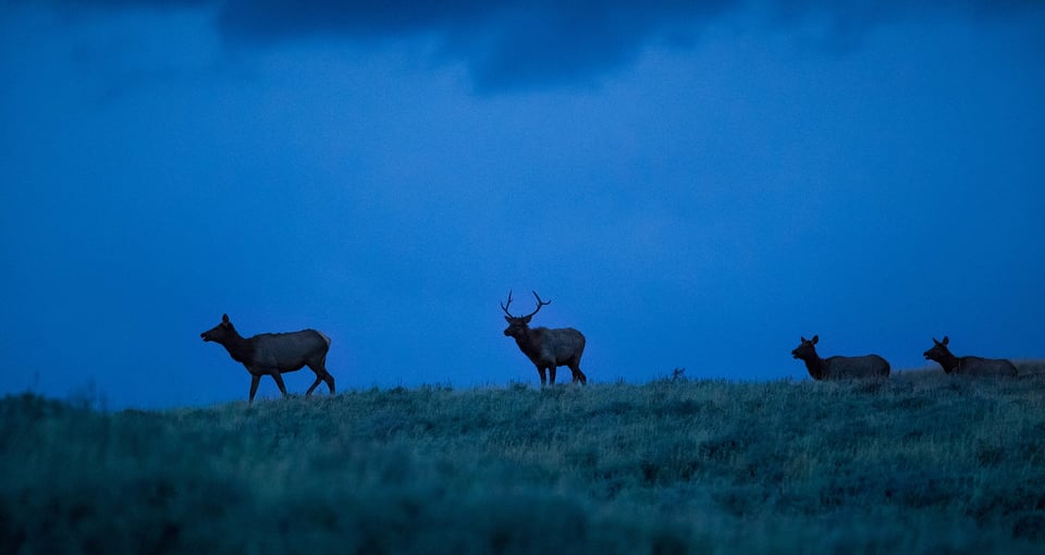 Elk at Night