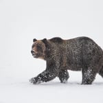 Grizzly Bear in Snow