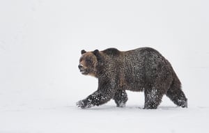 Grizzly Bear in Snow