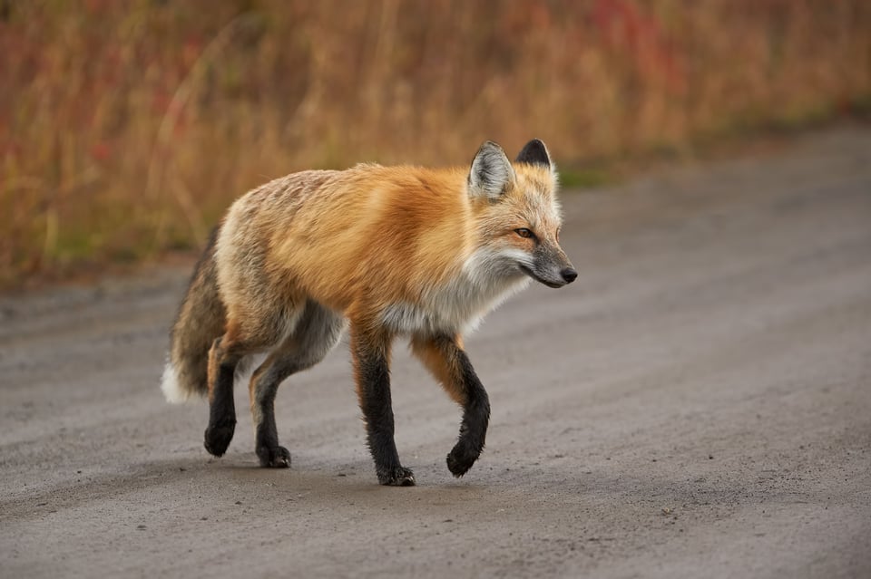 Red Fox Running