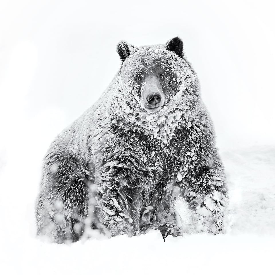Grizzly Bear Portrait in Snow