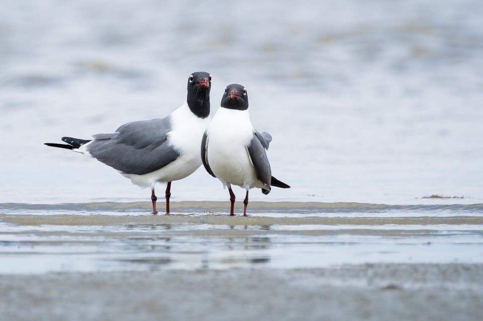 Laughing Gulls