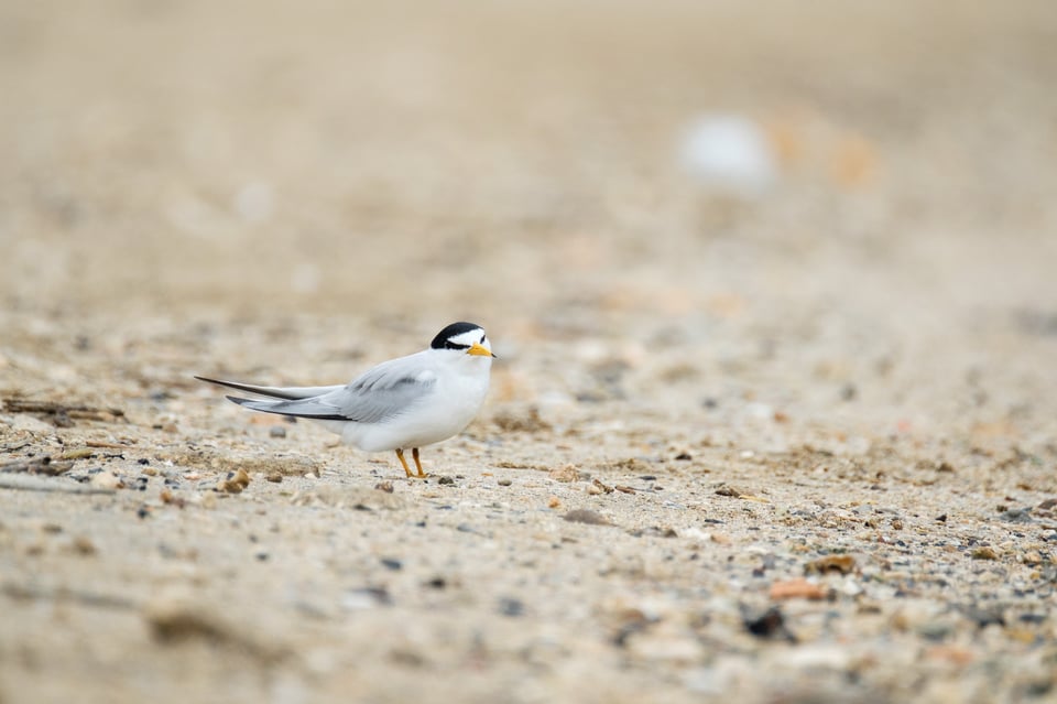 Least Tern 1