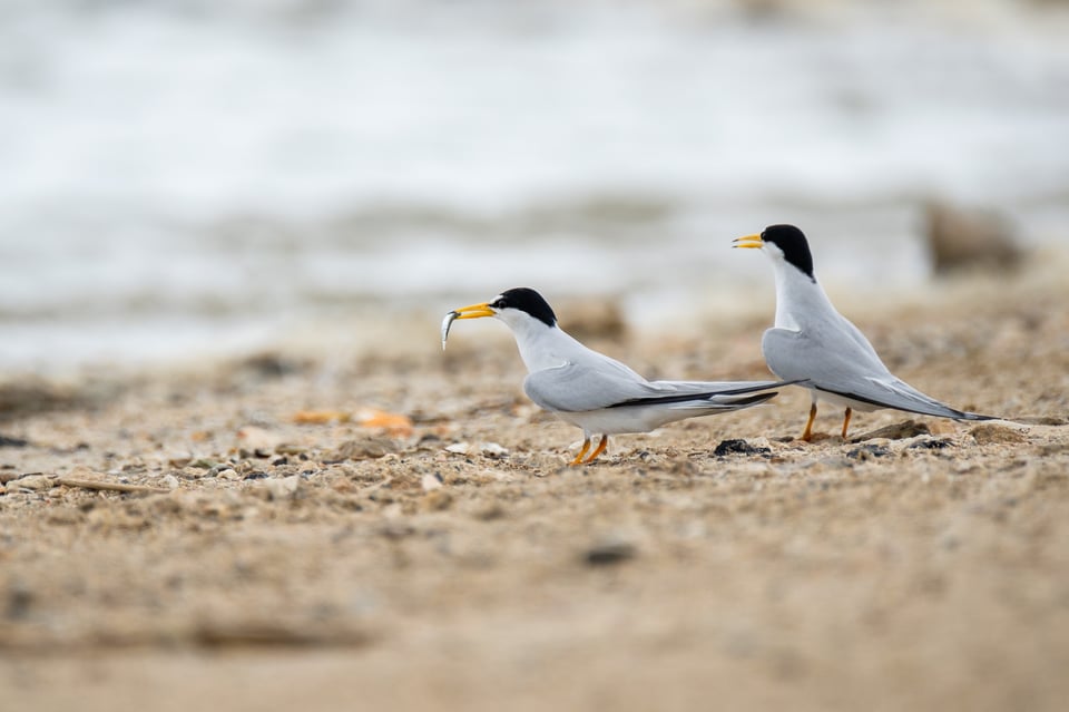 Least tern pair