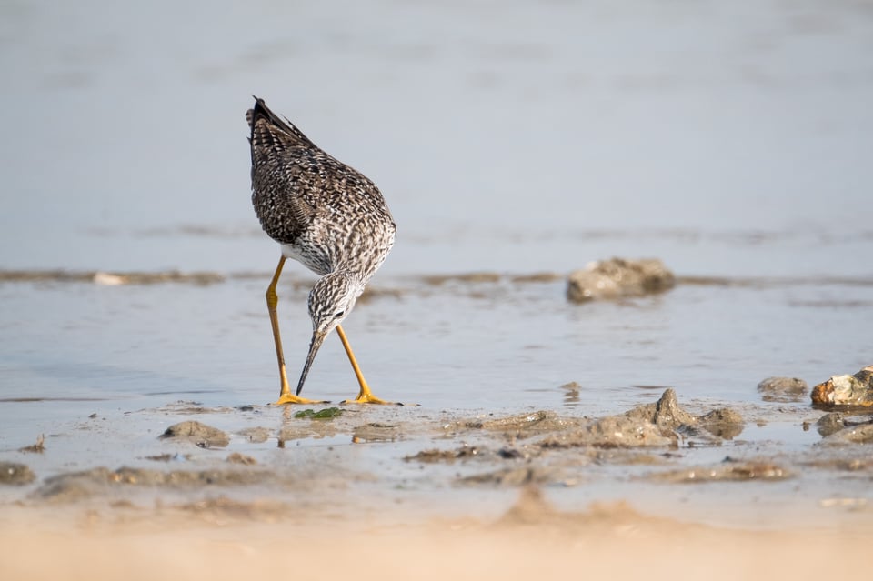 Lesser Yellowlegs