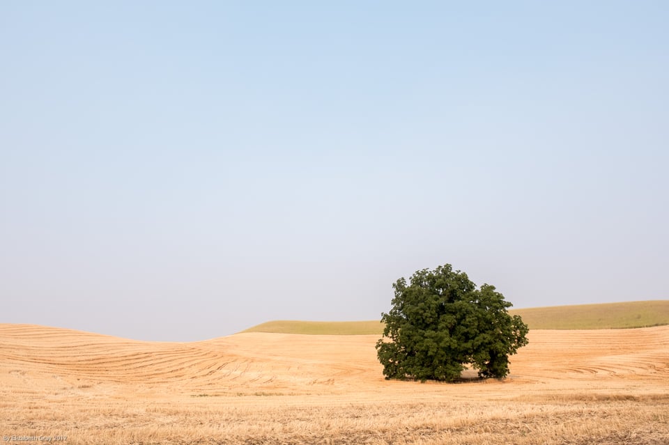 Lone Tree