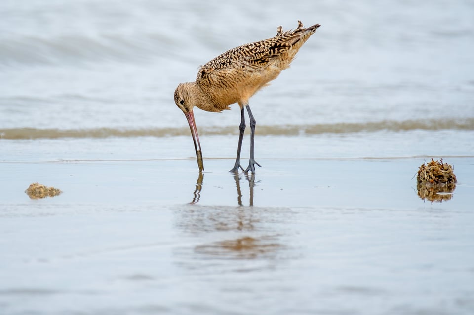 Marbled Godwit