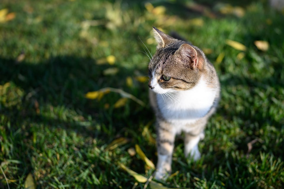 Nikon 28mm f/1.4E Image Sample (18)