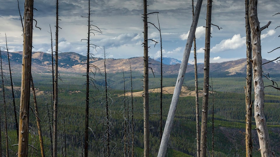 Photographing Wildlife in Yellowstone (1)