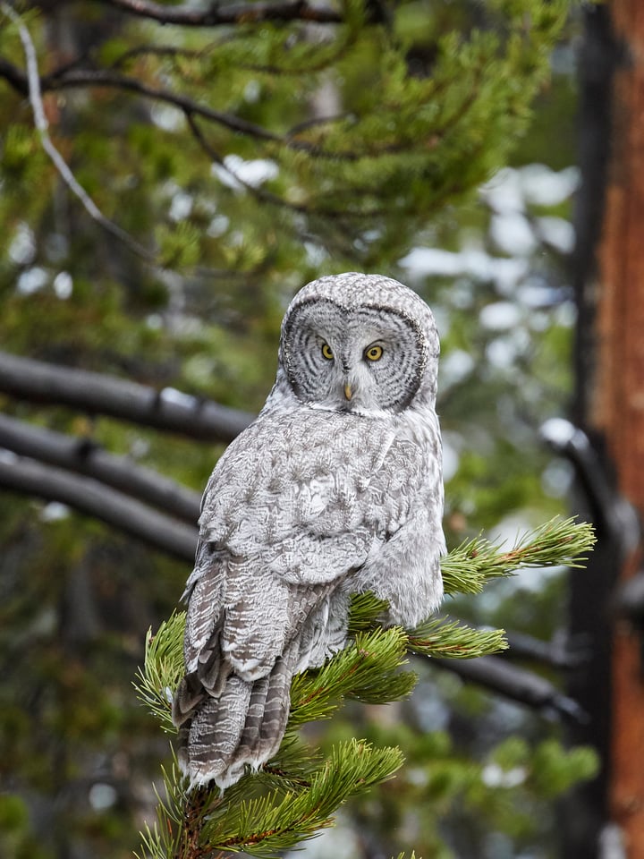 Photographing Wildlife in Yellowstone (10)