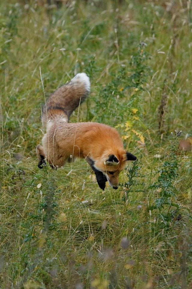 Photographing Wildlife in Yellowstone (12)