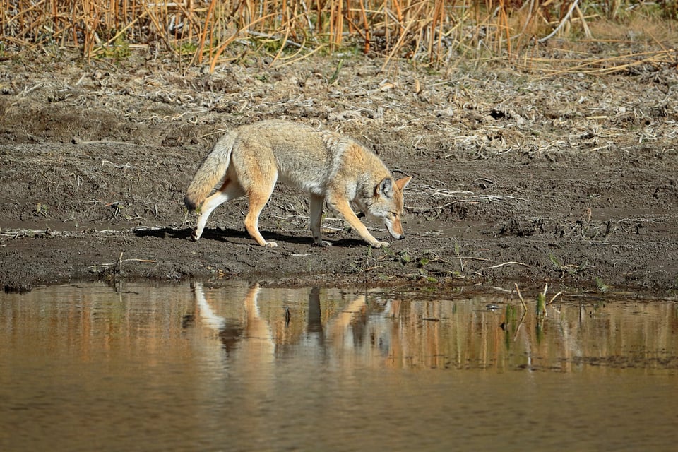 Photographing Wildlife in Yellowstone (13)