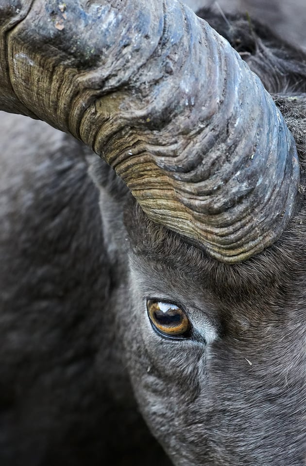 Photographing Wildlife in Yellowstone (3)