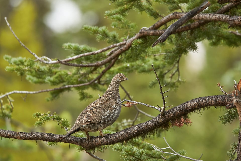 Photographing Wildlife in Yellowstone (7)