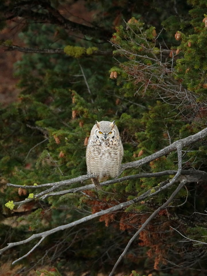 Photographing Wildlife in Yellowstone (8)