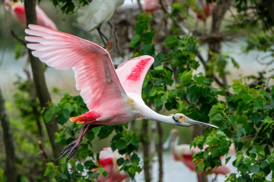 Roseate spoonbill 1