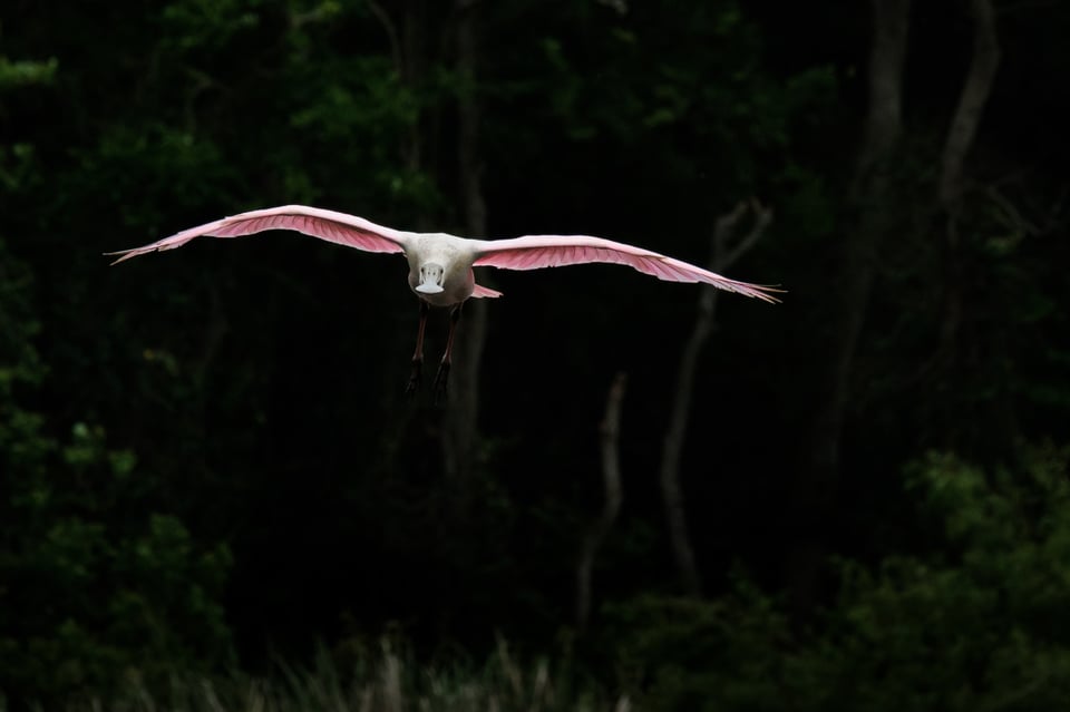 Roseate spoonbill 2