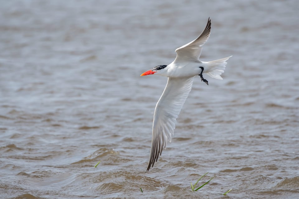 Royal Tern 1