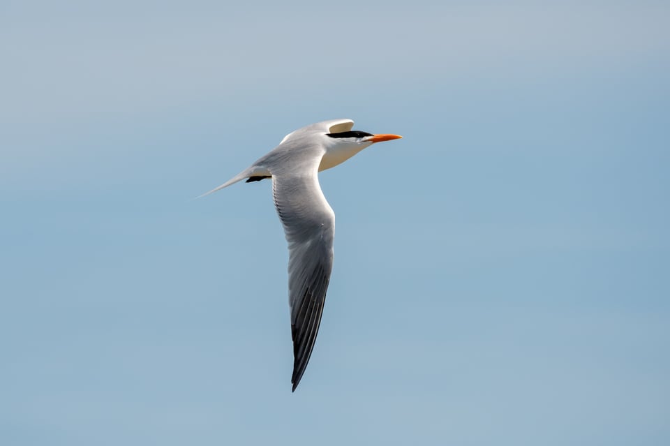 Royal Tern 2