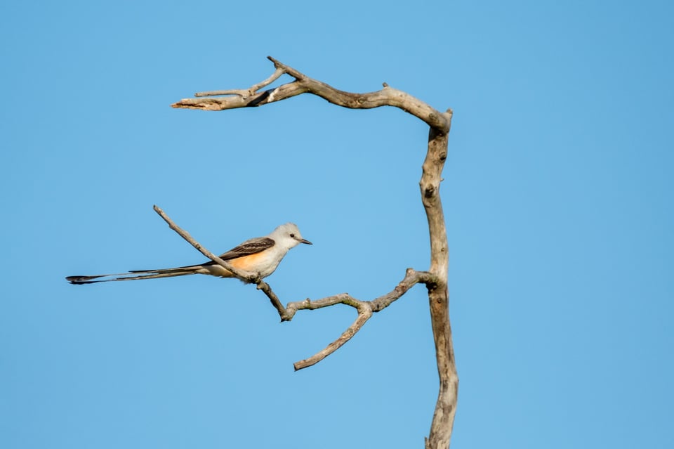 Scissor-tailed Flycatcher