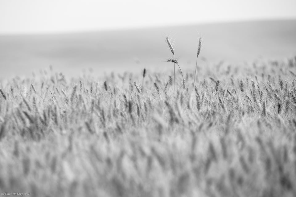 Stems of Wheat