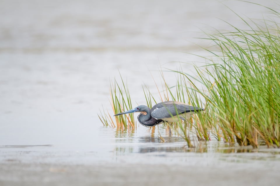 Tricolored Heron Fishing