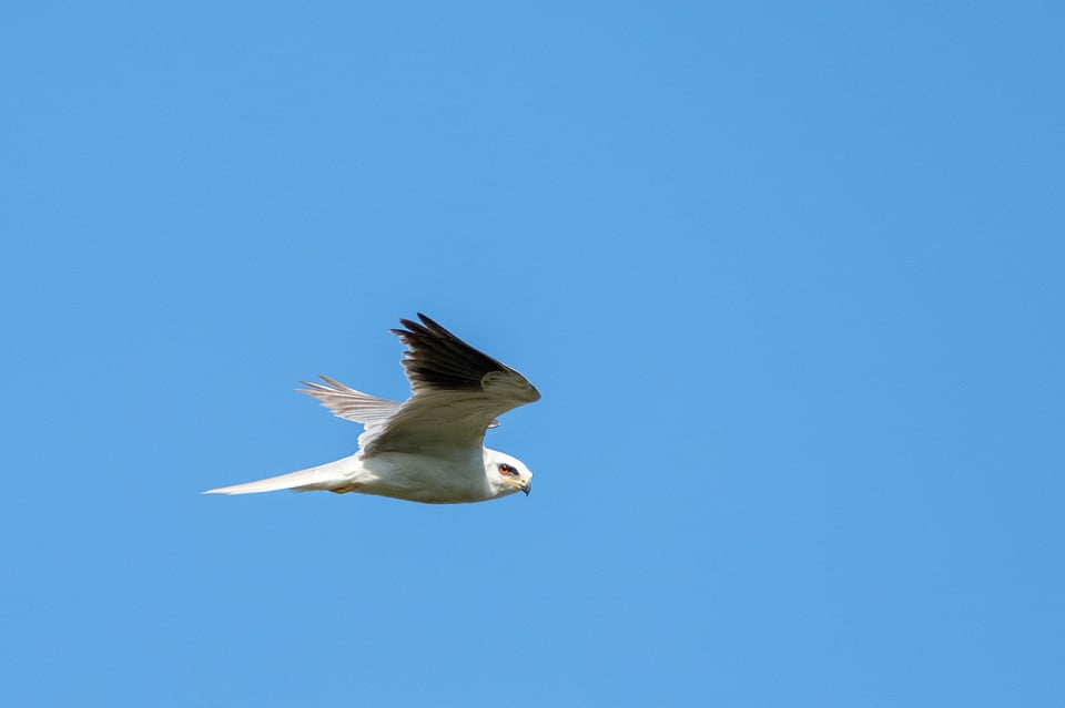 White-tailed kite