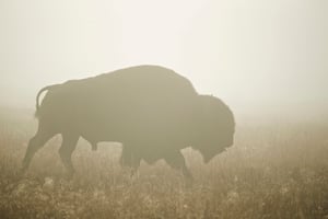 Wildlife in Yellowstone (10)