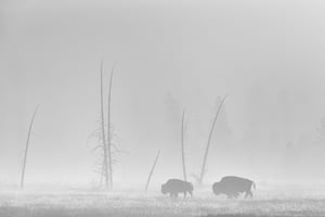 Wildlife in Yellowstone (13)