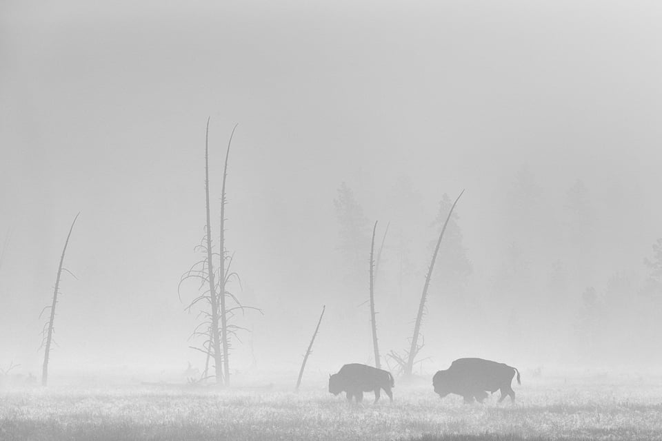 Wildlife in Yellowstone (13)