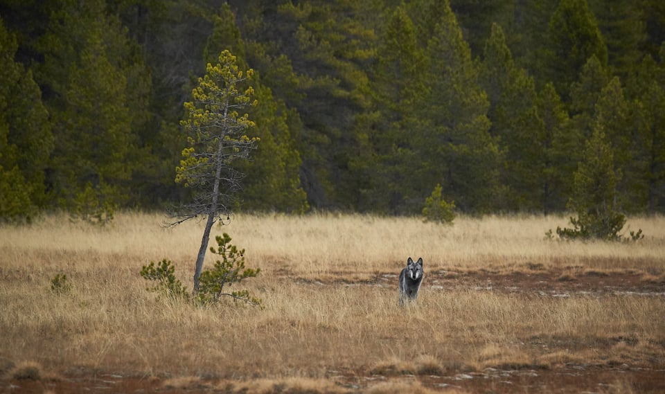 Wildlife in Yellowstone (14)