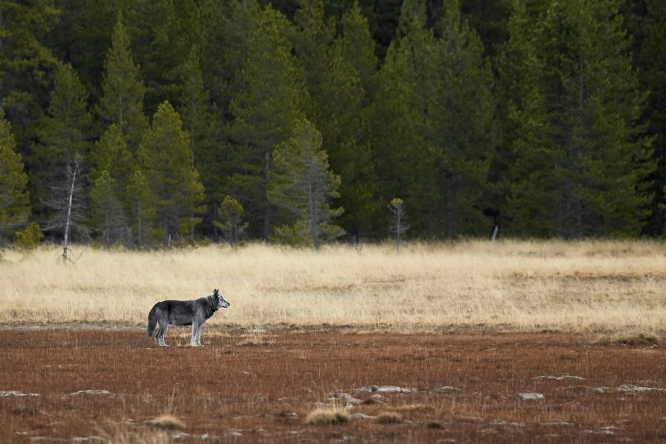 Wildlife in Yellowstone (15)