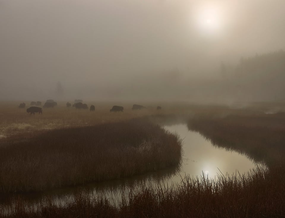 Wildlife in Yellowstone (16)