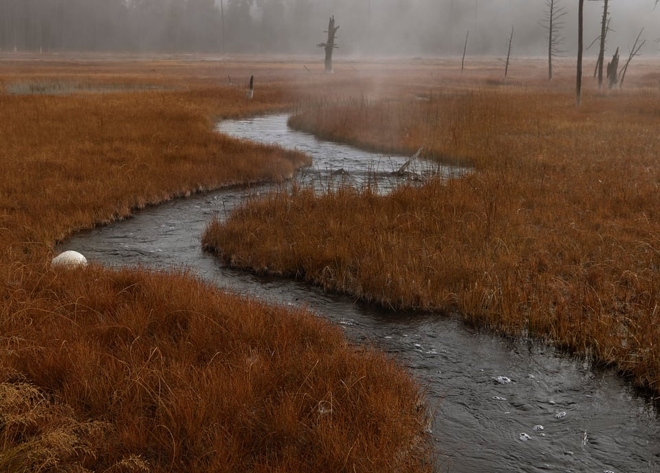 Wildlife in Yellowstone (17)