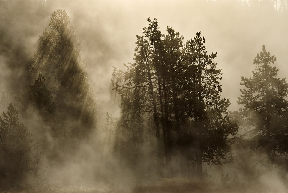 Wildlife in Yellowstone (6)