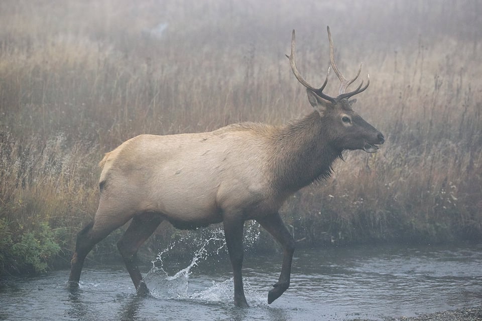 Wildlife in Yellowstone (7)