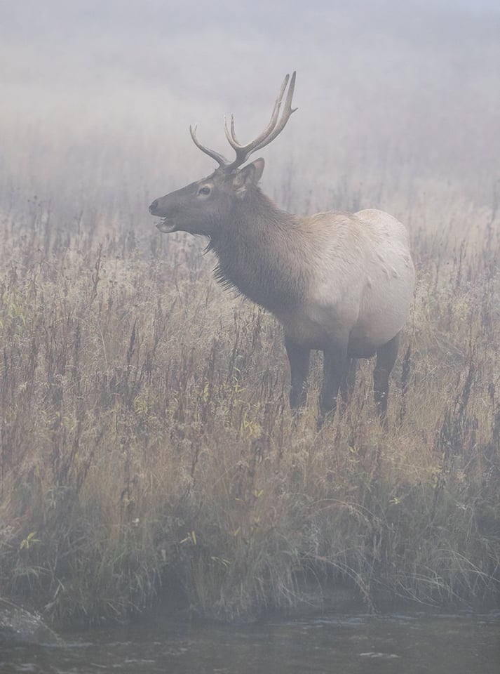 Wildlife in Yellowstone (8)