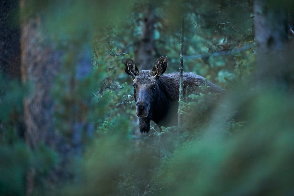 Yellowstone Wildlife (3)